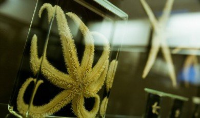 The Zoological Museum of Moscow State University opens its digital copy